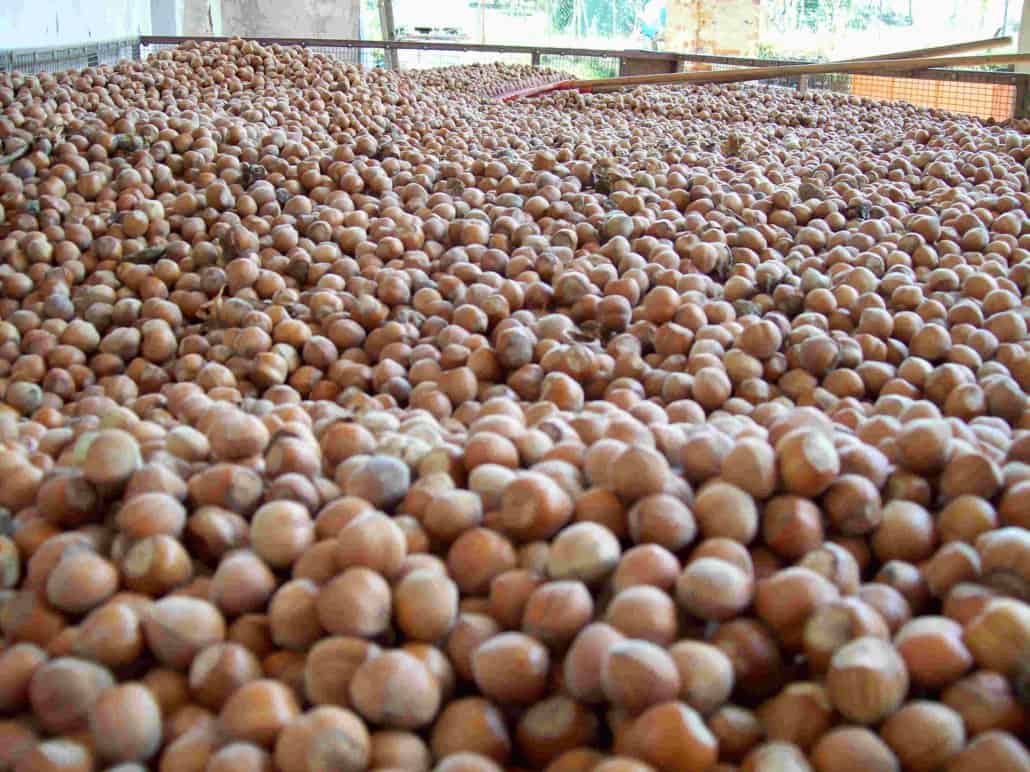 Raccolto 2021 nocciola Piemonte igp azienda agricola Scoiattolo rosso