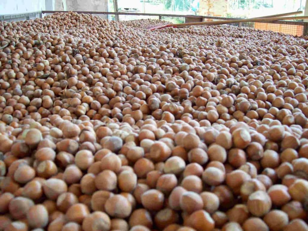 Raccolta nocciole 2021 Piemonte igp azienda agricola Scoiattolo rosso