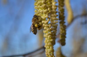 apicoltura Scoiattolo Rosso api in raccolta polline