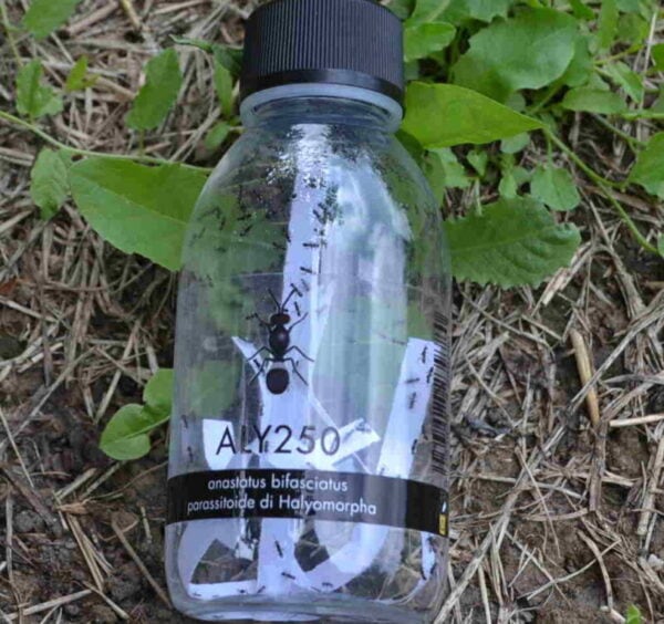 Lotta biologica con insetti utili