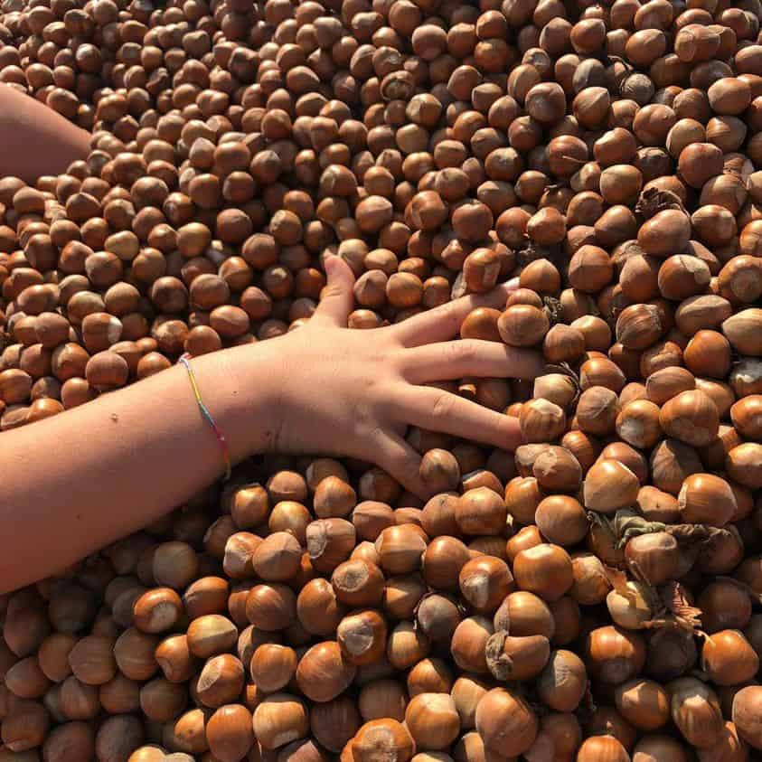 Bomboniere utili e originali con nocciole Piemonte IGP.