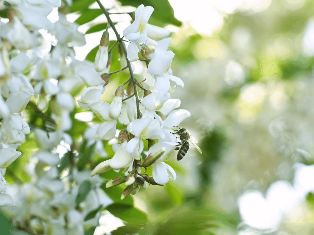 Fiori di acacia pseudorobinia per miele di acacia