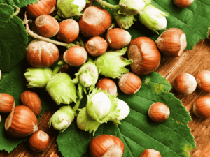 Lavorazione conto terzi delle nocciole nell'azienda agricola Scoiattolo Rosso.