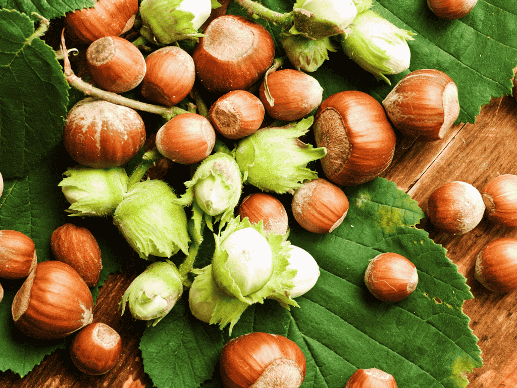 Lavorazione conto terzi delle nocciole