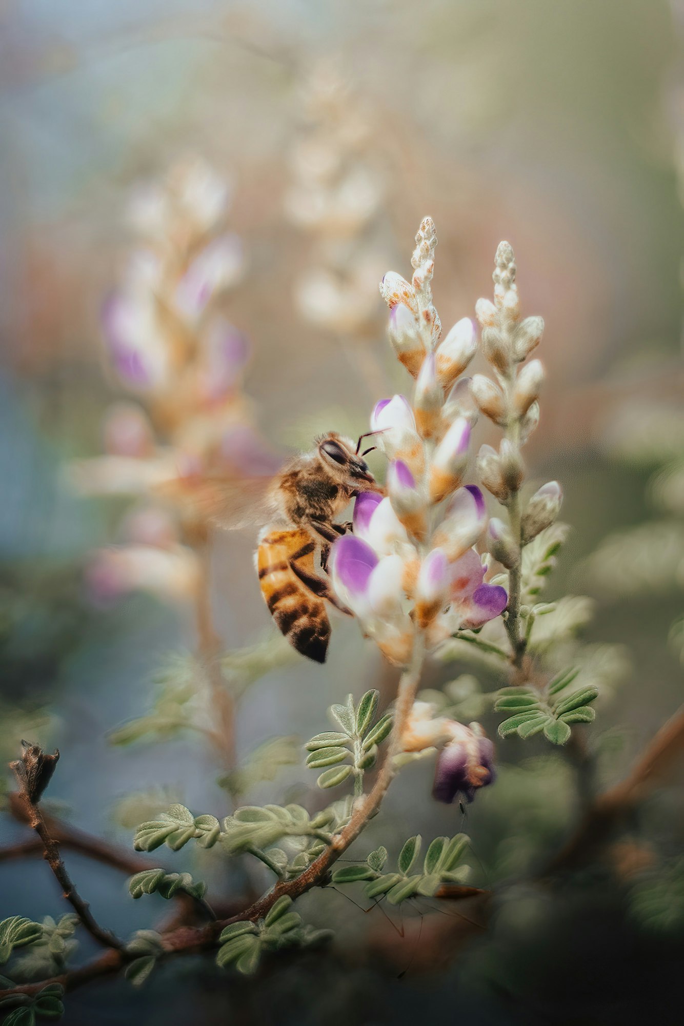 bee on lavender flower