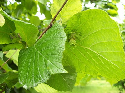 nocciole nuove piemonte