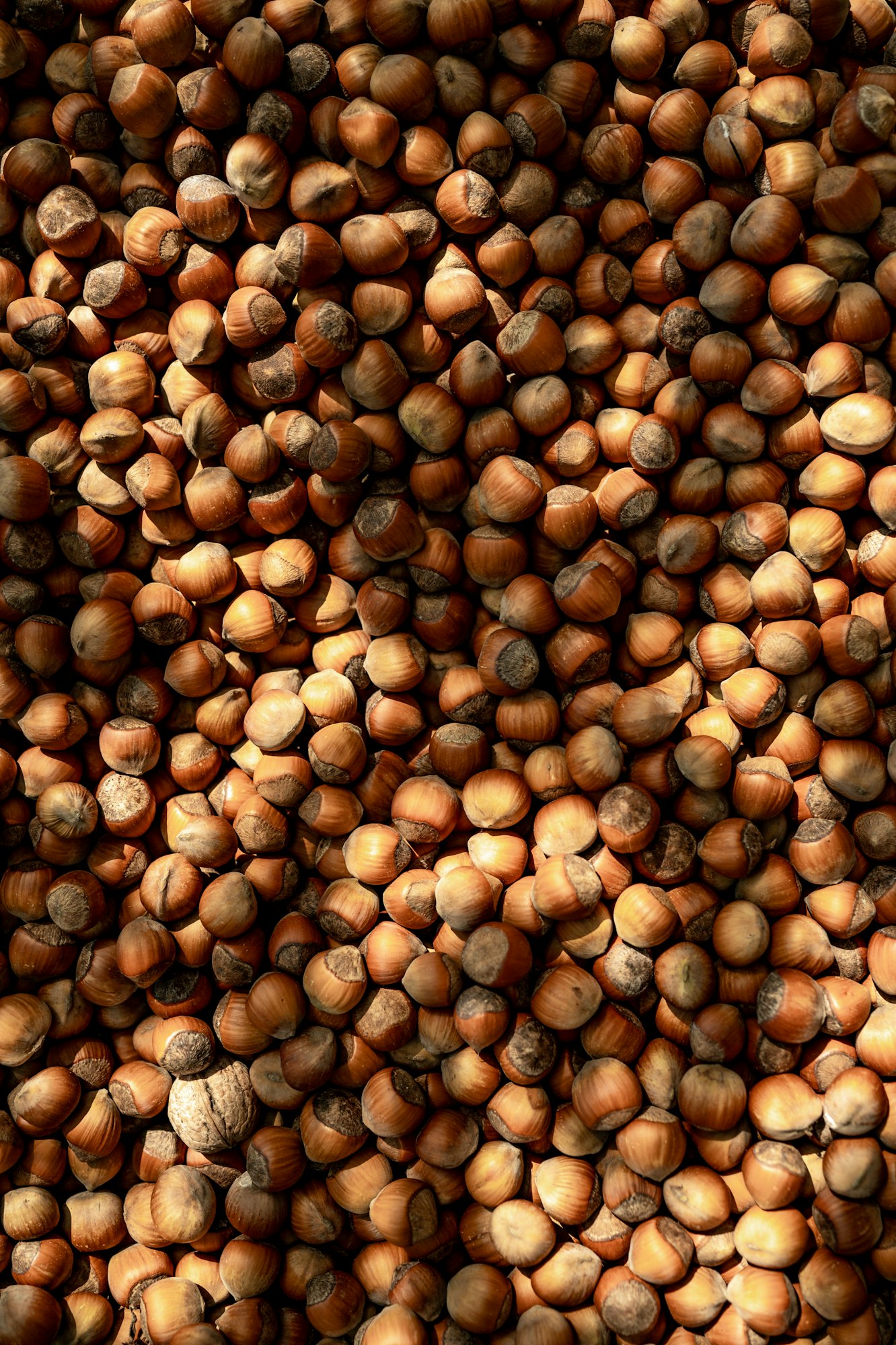 photo of a hazelnut hazelnut background texture of nuts