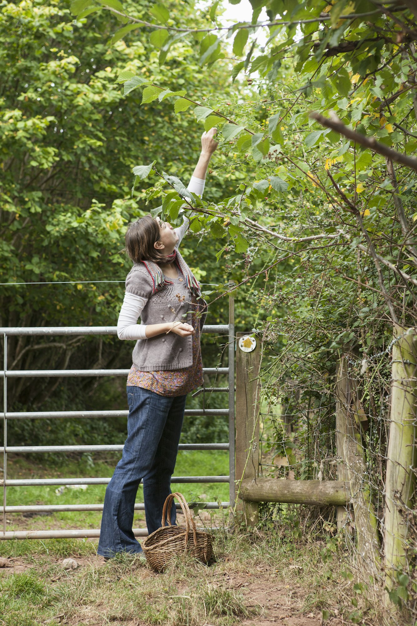 woman picking hazelnuts from a tree with a basket by her feet